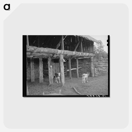アートポストカード-Calves in the Slab Barn
 - ラッセル リー Postcard.