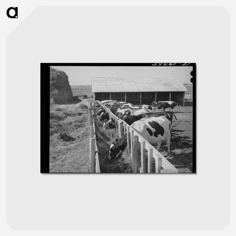 アートポストカード-Cows on a Cooperative Farm
 - ラッセル リー Postcard.