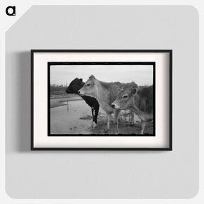 アートポスター-Cows at Casa Grande Farms
 - ラッセル リー Poster.