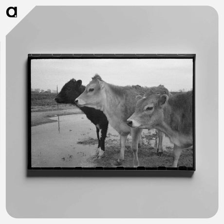 アートパネル-Cows at Casa Grande Farms
 - ラッセル リー Canvas.