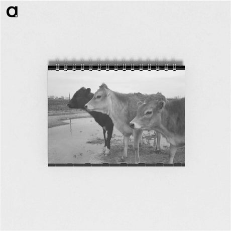 アートメモ帳-Cows at Casa Grande Farms
 - ラッセル リー Memo.