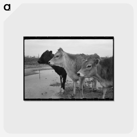 アートポストカード-Cows at Casa Grande Farms
 - ラッセル リー Postcard.