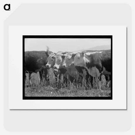 アートポスター-Cruzen Ranch Beef
- ラッセル リー Poster.