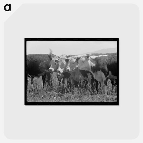 アートポストカード-Cruzen Ranch Beef
 - ラッセル リー Postcard.