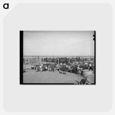 アートポストカード-Rodeo Livestock, San Angelo
 - ラッセル リー Postcard.
