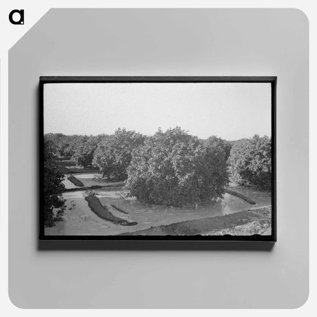 アートパネル-Citrus Grove Irrigation
 - ラッセル リー Canvas.