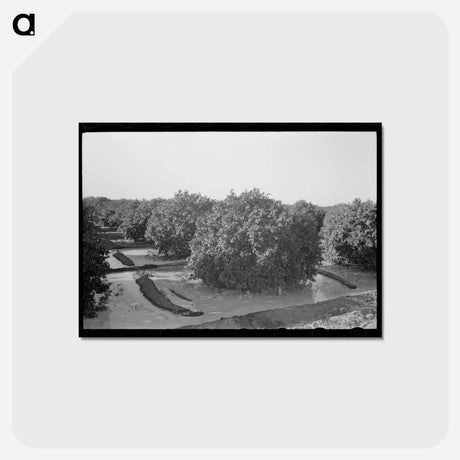 アートポストカード-Citrus Grove Irrigation
 - ラッセル リー Postcard.