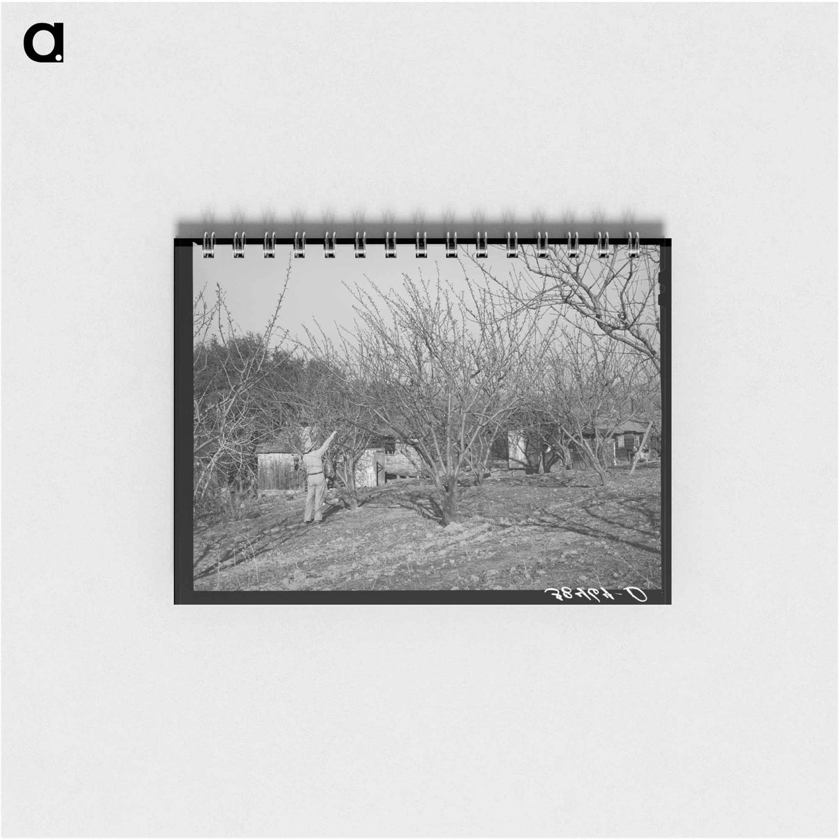 アートメモ帳-Pruning Fruit Trees
 - ラッセル リー Memo.