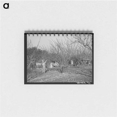 アートメモ帳-Pruning Fruit Trees
 - ラッセル リー Memo.