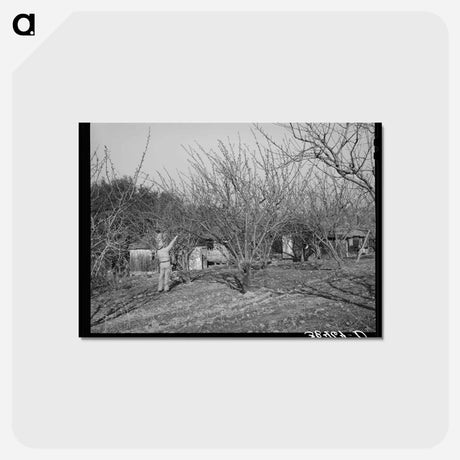 アートポストカード-Pruning Fruit Trees
 - ラッセル リー Postcard.