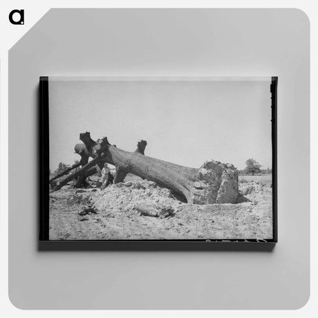アートパネル-Felled Oak, Southeast Missouri
 - ラッセル リー Canvas.