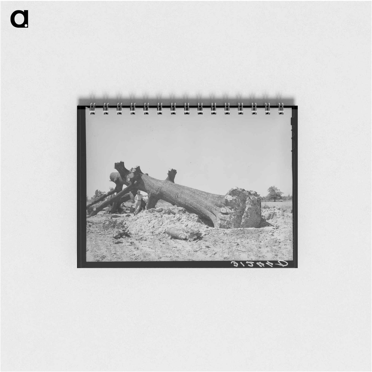 アートメモ帳-Felled Oak, Southeast Missouri
 - ラッセル リー Memo.