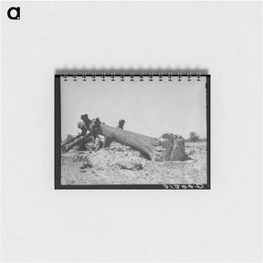 アートメモ帳-Felled Oak, Southeast Missouri
 - ラッセル リー Memo.