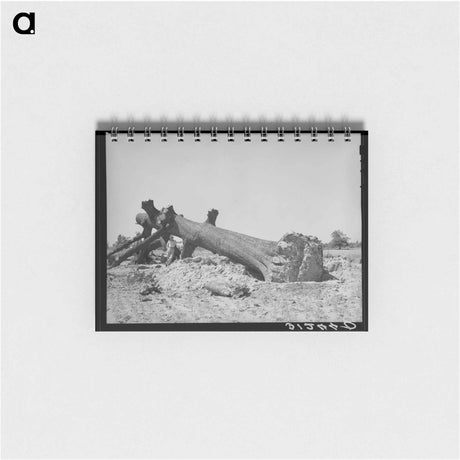 アートメモ帳-Felled Oak, Southeast Missouri
 - ラッセル リー Memo.