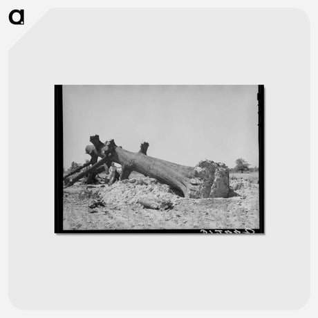 アートポストカード-Felled Oak, Southeast Missouri
 - ラッセル リー Postcard.