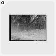 アートポストカード-Sheep- and Goat-Proof Fence
 - ラッセル リー Postcard.