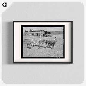 アートポスター-Calves at Dead Ox Flat
 - ラッセル リー Poster.