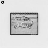 アートメモ帳-Calves at Dead Ox Flat
 - ラッセル リー Memo.