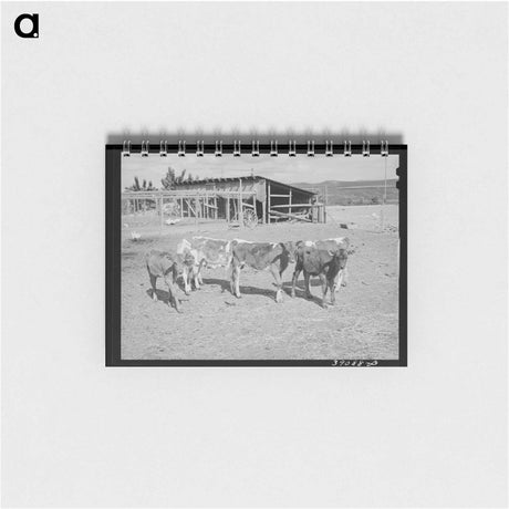 アートメモ帳-Calves at Dead Ox Flat
 - ラッセル リー Memo.