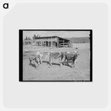 アートポストカード-Calves at Dead Ox Flat
 - ラッセル リー Postcard.