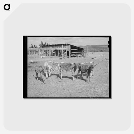 アートポストカード-Calves at Dead Ox Flat
 - ラッセル リー Postcard.