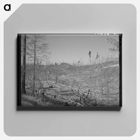 アートパネル-Cut-over Forest Land
 - ラッセル リー Canvas.