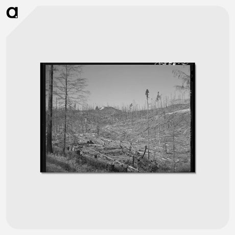 アートポストカード-Cut-over Forest Land
 - ラッセル リー Postcard.