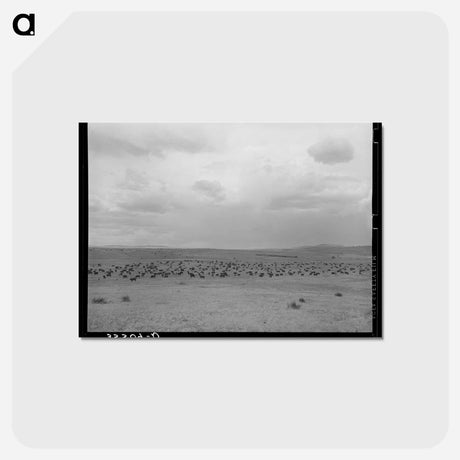 アートポストカード-Cattle Roundup Near Marfa
 - ラッセル リー Postcard.