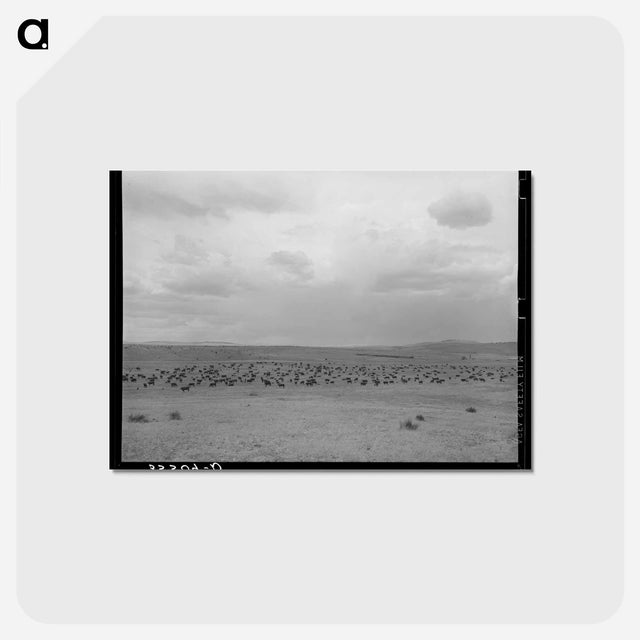 アートポストカード-Cattle Roundup Near Marfa
 - ラッセル リー Postcard.