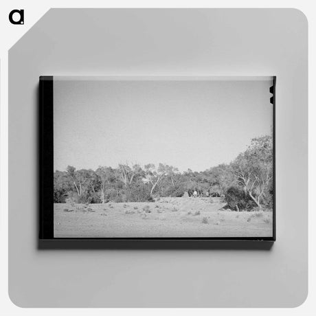 アートパネル-Cottonwood Grove, Quemado
 - ラッセル リー Canvas.