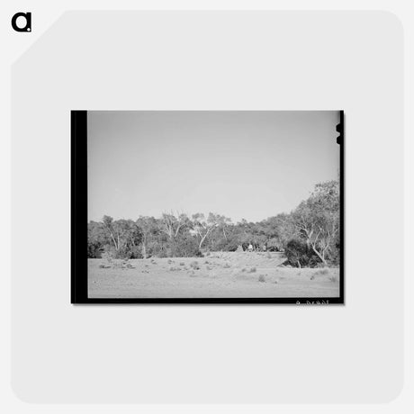 アートポストカード-Cottonwood Grove, Quemado
 - ラッセル リー Postcard.