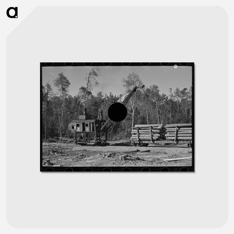 アートポストカード-Loading Timber at Effie Camp
 - ラッセル リー Postcard.