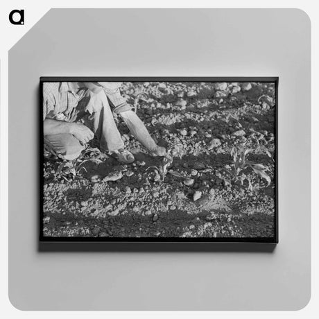アートパネル-Corn and Farmer, Pie Town
 - ラッセル リー Canvas.