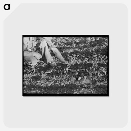アートポストカード-Corn and Farmer, Pie Town
 - ラッセル リー Postcard.