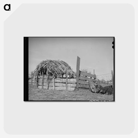 アートポストカード-Hog Pen, Creek County
 - ラッセル リー Postcard.
