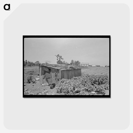 アートポストカード-Tool Shed of a Sharecropper
 - ラッセル リー Postcard.
