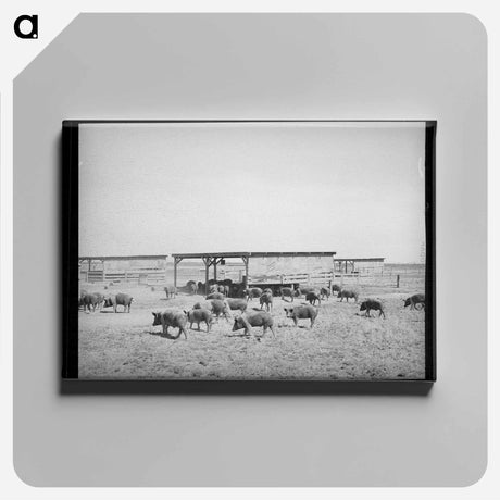 アートパネル-Hogs at Casa Grande Valley Farms
 - ラッセル リー Canvas.