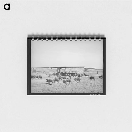 アートメモ帳-Hogs at Casa Grande Valley Farms
 - ラッセル リー Memo.