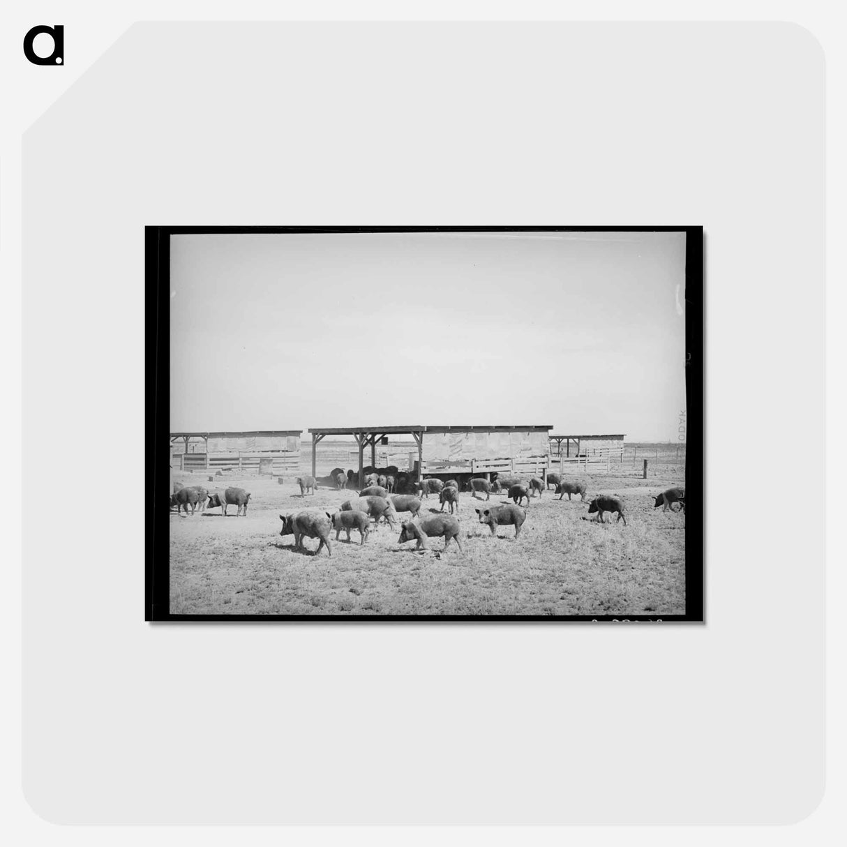 アートポストカード-Hogs at Casa Grande Valley Farms
 - ラッセル リー Postcard.