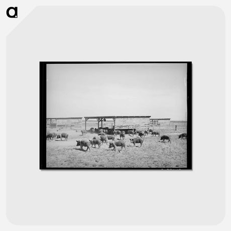 アートポストカード-Hogs at Casa Grande Valley Farms
 - ラッセル リー Postcard.