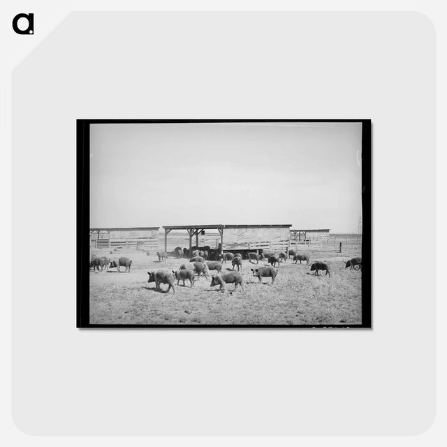 アートポストカード-Hogs at Casa Grande Valley Farms
 - ラッセル リー Postcard.