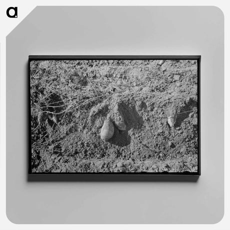 アートパネル-Sweet Potatoes in Field
 - ラッセル リー Canvas.