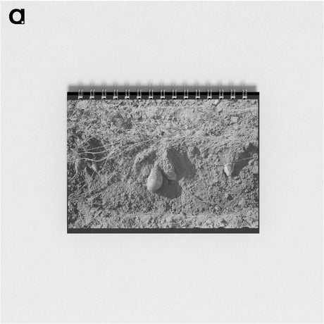 アートメモ帳-Sweet Potatoes in Field
 - ラッセル リー Memo.