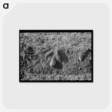 アートポストカード-Sweet Potatoes in Field
 - ラッセル リー Postcard.