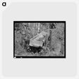 アートポストカード-Watering Trough, Sallisaw
 - ラッセル リー Postcard.