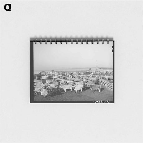 アートメモ帳-Cattle in Pens
 - ラッセル リー Memo.