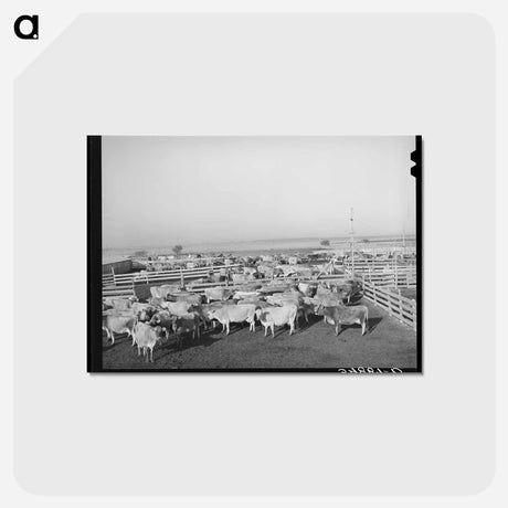 アートポストカード-Cattle in Pens
 - ラッセル リー Postcard.