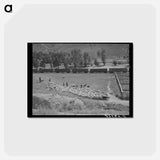 アートポストカード-Driving Fat Lambs to Shipping Corrals
 - ラッセル リー Postcard.
