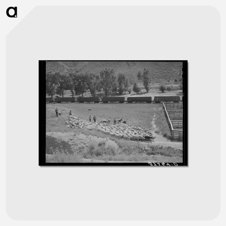 アートポストカード-Driving Fat Lambs to Shipping Corrals
 - ラッセル リー Postcard.