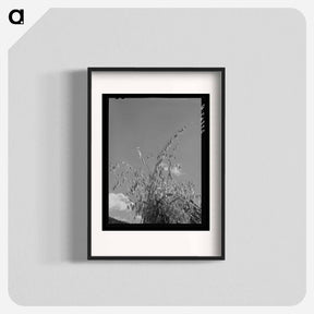 アートポスター-Oats, La Plata County
 - ラッセル リー Poster.